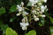 <strong>Pollia secundiflora - Ramon, Laurence - 193</strong><br />© Ramon, Laurence